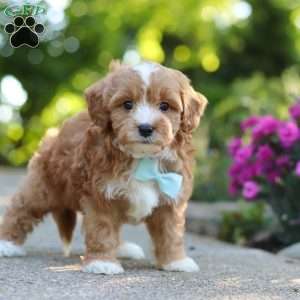 Mason, Cavapoo Puppy